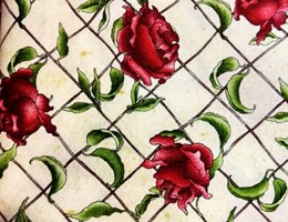 Belas Rosas vermelhas
